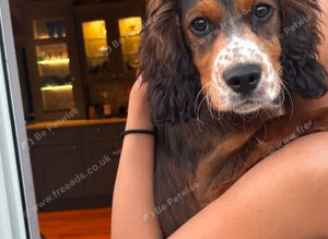 Cocker spaniel boy