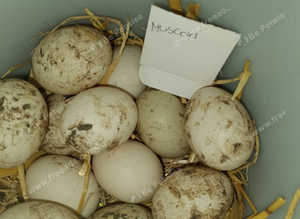 Muscovi hatching eggs