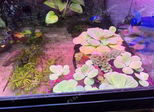Floating plants