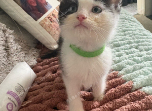 Ragdoll x