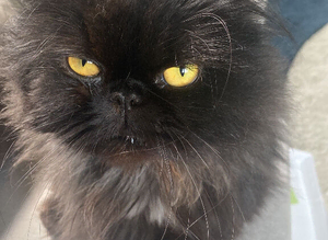 Two black Persian cats