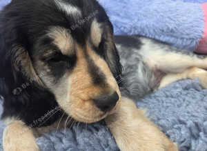 Cocker spaniels puppies 3 boys left.