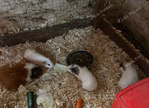 Female guinea pigs