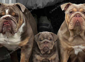 English bulldog pups