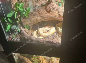 lavender albino royal python