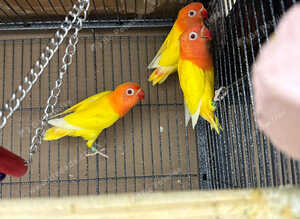 Lutino birds for sale