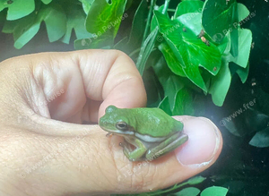 American green tree frog