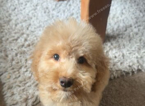 Cockapoo puppy for sale