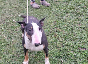 English bullterrier female