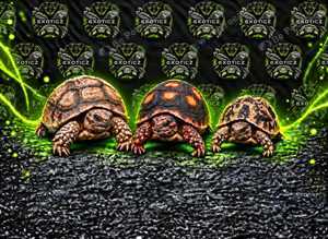 Tortoise Babies