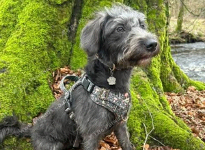 Cockerpoo