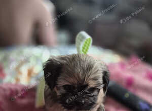 Shih tzu cross chihuahua