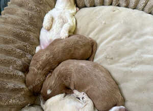 Beautiful F2 Cockapoo Babies