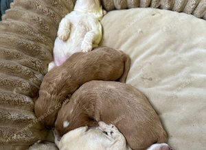 Beautiful F2 Cockapoo Babies