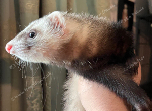 Half micro ferret hob