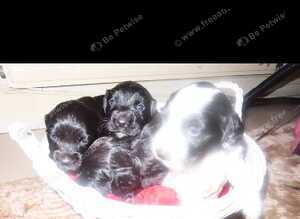 Cocker spaniels