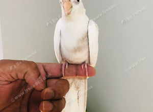 Beautiful hand tamed cockatiels for sale.
