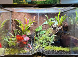 Reptile fish amphibians insects wanted