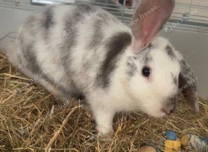 Rabbit