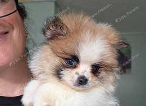 Pomeranian Puppies