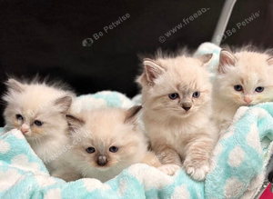 Stunning GCCF Ragdoll Boys - Champion Lines