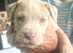 Mixed Cane Corso , mastiff , Dane 8 weeks 25th Sept