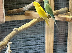 3 pairs of ringnecks