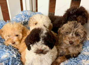 Gorgeous and unique minature poodles