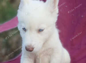 Siberian husky pups
