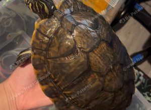 Stunning turtles