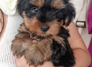 1 Beautiful boy available to leave now , fully vaccinated