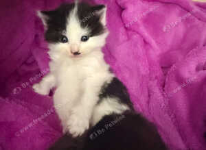 2 beautiful Ragdoll cross tuxedo kittens