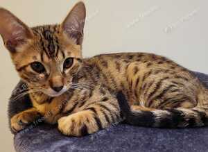 Two siblings Bengal and a Savannah