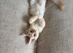 Maine Coon Kittens