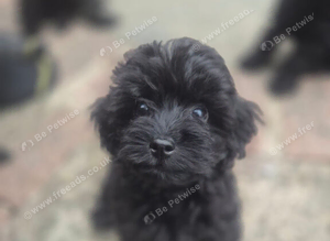 Cockapoo puppys
