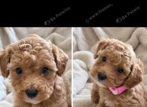 Poochon puppies (second Gen