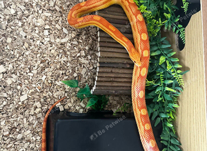2 year old corn snake