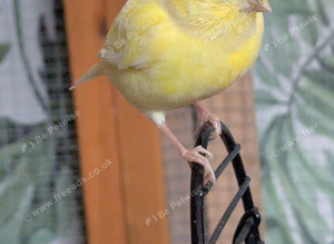 Canary
