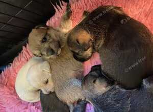 Gorgeous Rough Coated Jack Russell Puppies
