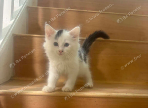 Kittens