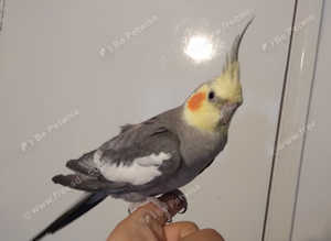 Young Tame Cockatiel