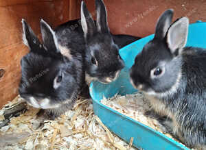 Netherland Dwarf Babies