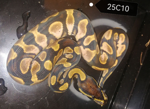 Royal Python babies