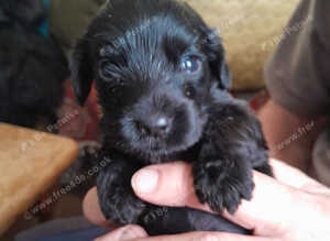 Show Cocker Spaniels
