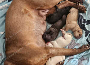 5 beautiful shar pei pups