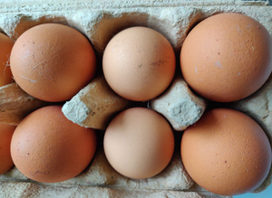 Chicken eggs for hatching in London