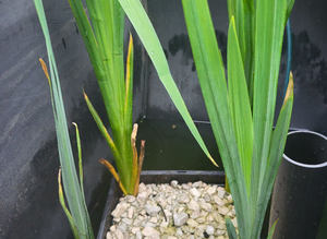 Pond plants