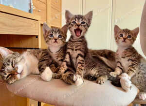 3 Adorable and Playful Kittens