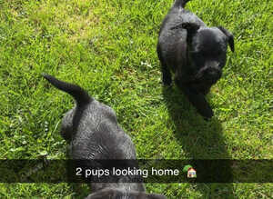 2 boy pups looking for home
