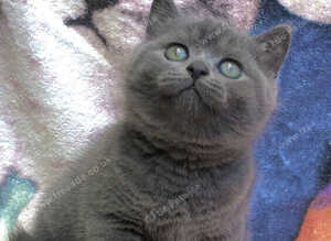 Gorgeous BSH Blue kittens